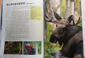 Bok - Dyr i skogen av Asgeir Helgestad. Fra innholdet.