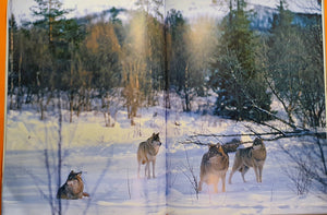 Bok - Dyr i skogen av Asgeir Helgestad. Fra innholdet.
