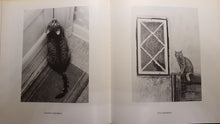 Last inn bildet i Galleri-visningsprogrammet, Katter av Thomas Wester - fra innholdet.

