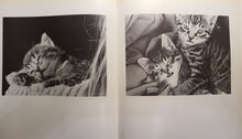 Last inn bildet i Galleri-visningsprogrammet, Katter av Thomas Wester - fra innholdet.

