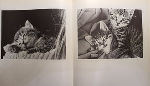 Katter av Thomas Wester - fra innholdet.