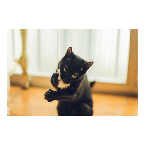 Cat rod Gloria Gaudí Bamse med Lyd Tre Lær Nøytral lær (6 cm)