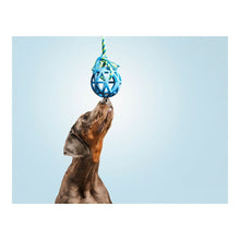 Last inn bildet i Galleri-visningsprogrammet, Dog teether Gloria Gitter Bomull Gummi (7 x 30 cm)
