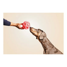 Last inn bildet i Galleri-visningsprogrammet, Hundeleketøy Gloria Dispenser Søtsaker Gummi (12 cm)
