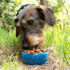 2-i-1-flaske med vann og matbeholdere for kjæledyr Pettap InnovaGoods